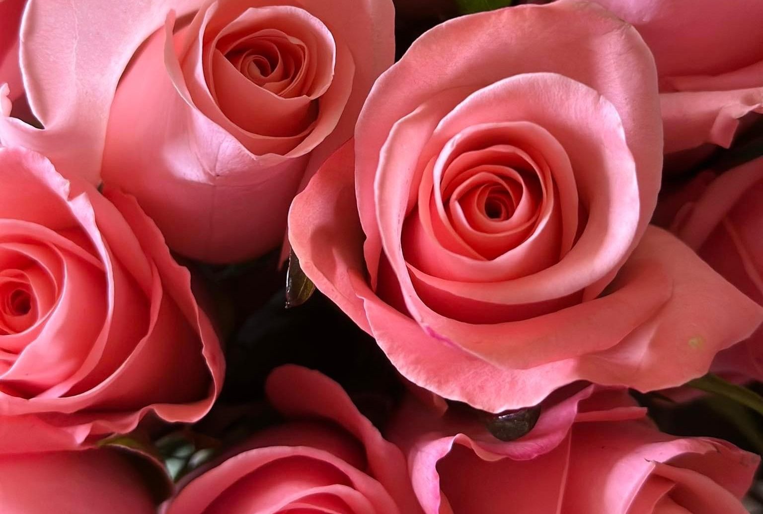 Roses, the Timeless Symbol of Love, Beauty, and Emotions