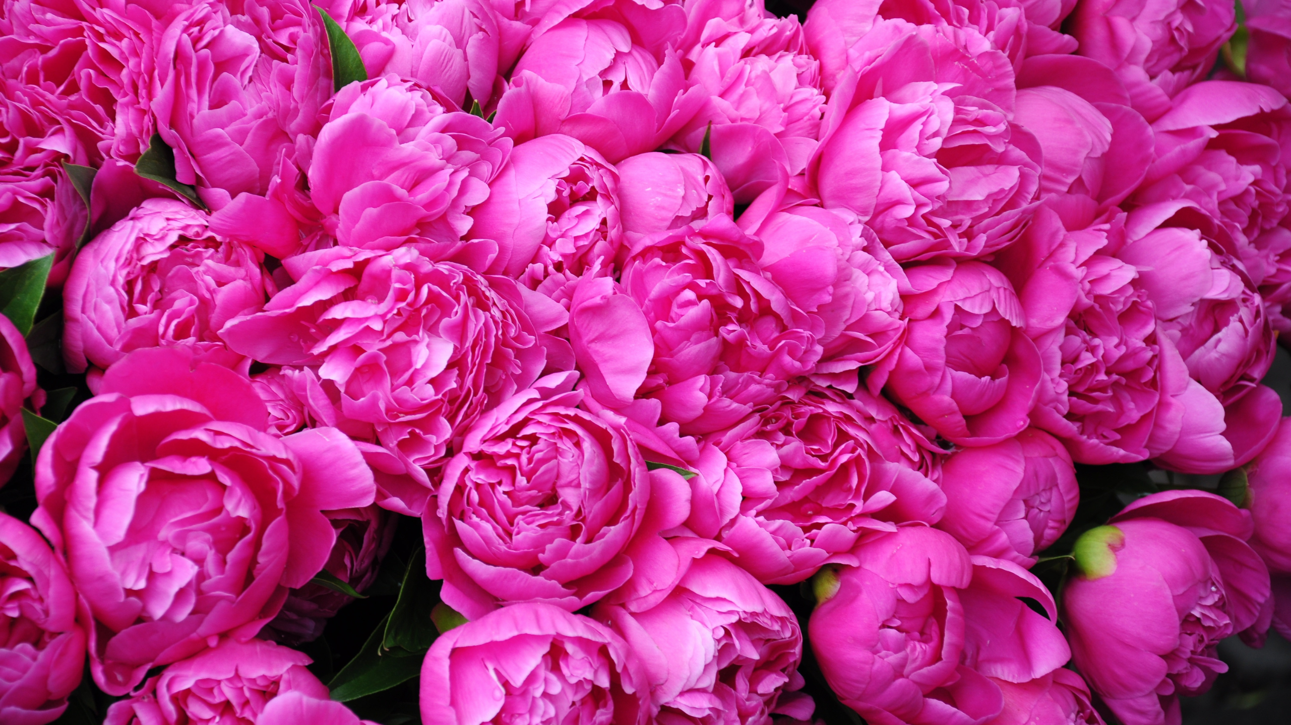 The Magical Allure of Peonies: A Bloom Like No Other